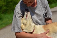 LEONY159, Hund, Mischlingshund in Slowakische Republik - Bild 10