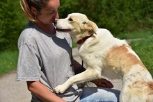 LEONY159, Hund, Mischlingshund in Slowakische Republik - Bild 11