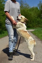 LEONY159, Hund, Mischlingshund in Slowakische Republik - Bild 12