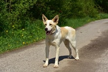 LEONY159, Hund, Mischlingshund in Slowakische Republik - Bild 2