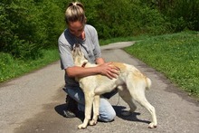 LEONY159, Hund, Mischlingshund in Slowakische Republik - Bild 3