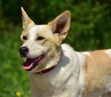 LEONY159, Hund, Mischlingshund in Slowakische Republik - Bild 4