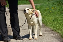 LEONY159, Hund, Mischlingshund in Slowakische Republik - Bild 6