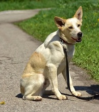 LEONY159, Hund, Mischlingshund in Slowakische Republik - Bild 7