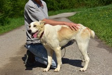 LEONY159, Hund, Mischlingshund in Slowakische Republik - Bild 8