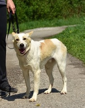 LEONY159, Hund, Mischlingshund in Slowakische Republik - Bild 9
