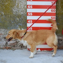 IKONIA, Hund, Mischlingshund in Slowakische Republik - Bild 2