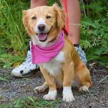 IKONIA, Hund, Mischlingshund in Slowakische Republik - Bild 3