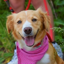 IKONIA, Hund, Mischlingshund in Slowakische Republik - Bild 4