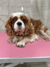 MERIMAC, Hund, Mischlingshund in Slowakische Republik - Bild 1