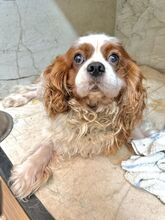 MERIMAC, Hund, Mischlingshund in Slowakische Republik - Bild 2