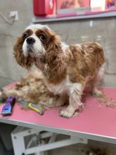 MERIMAC, Hund, Mischlingshund in Slowakische Republik - Bild 3