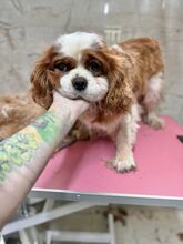 MERIMAC, Hund, Mischlingshund in Slowakische Republik - Bild 4