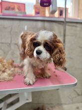 MERIMAC, Hund, Mischlingshund in Slowakische Republik - Bild 5