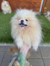 POOFER, Hund, Mischlingshund in Slowakische Republik - Bild 1