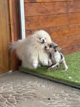 POOFER, Hund, Mischlingshund in Slowakische Republik - Bild 10