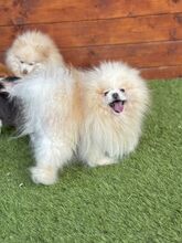 POOFER, Hund, Mischlingshund in Slowakische Republik - Bild 11