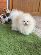 POOFER, Hund, Mischlingshund in Slowakische Republik - Bild 7