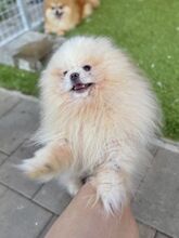 POOFER, Hund, Mischlingshund in Slowakische Republik - Bild 8