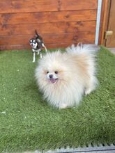 POOFER, Hund, Mischlingshund in Slowakische Republik - Bild 9