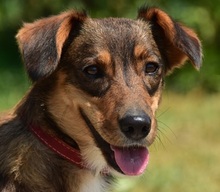 NISA, Hund, Mischlingshund in Slowakische Republik - Bild 1