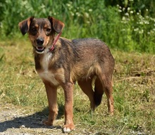 NISA, Hund, Mischlingshund in Slowakische Republik - Bild 10