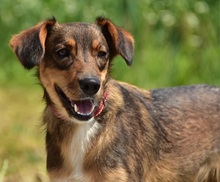 NISA, Hund, Mischlingshund in Slowakische Republik - Bild 11