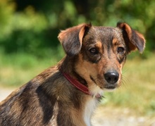 NISA, Hund, Mischlingshund in Slowakische Republik - Bild 12