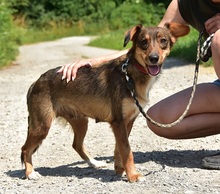 NISA, Hund, Mischlingshund in Slowakische Republik - Bild 13