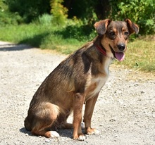NISA, Hund, Mischlingshund in Slowakische Republik - Bild 14
