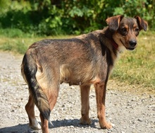 NISA, Hund, Mischlingshund in Slowakische Republik - Bild 15