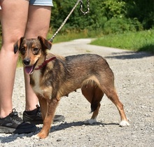 NISA, Hund, Mischlingshund in Slowakische Republik - Bild 16