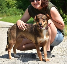 NISA, Hund, Mischlingshund in Slowakische Republik - Bild 17