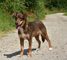 NISA, Hund, Mischlingshund in Slowakische Republik - Bild 2