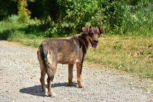 NISA, Hund, Mischlingshund in Slowakische Republik - Bild 3