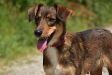 NISA, Hund, Mischlingshund in Slowakische Republik - Bild 4