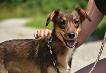 NISA, Hund, Mischlingshund in Slowakische Republik - Bild 5