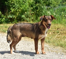 NISA, Hund, Mischlingshund in Slowakische Republik - Bild 6