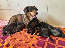 NISA, Hund, Mischlingshund in Slowakische Republik - Bild 7