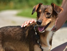NISA, Hund, Mischlingshund in Slowakische Republik - Bild 8