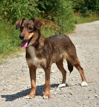 NISA, Hund, Mischlingshund in Slowakische Republik - Bild 9