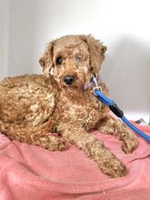 KARLEEN, Hund, Mischlingshund in Slowakische Republik - Bild 1