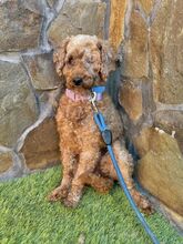KARLEEN, Hund, Mischlingshund in Slowakische Republik - Bild 2
