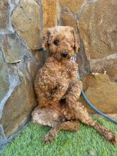 KARLEEN, Hund, Mischlingshund in Slowakische Republik - Bild 4