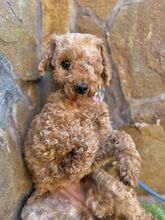 KARLEEN, Hund, Mischlingshund in Slowakische Republik - Bild 5