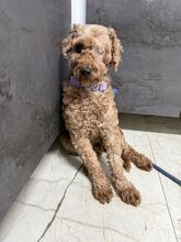 KARLEEN, Hund, Mischlingshund in Slowakische Republik - Bild 7