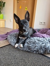 AINOA, Hund, Podengo Pequeno in Kevelaer