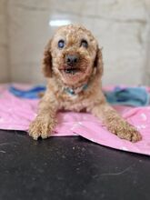 PAPARDELLE, Hund, Mischlingshund in Slowakische Republik - Bild 2