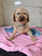 PAPARDELLE, Hund, Mischlingshund in Slowakische Republik - Bild 3