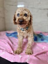PAPARDELLE, Hund, Mischlingshund in Slowakische Republik - Bild 4